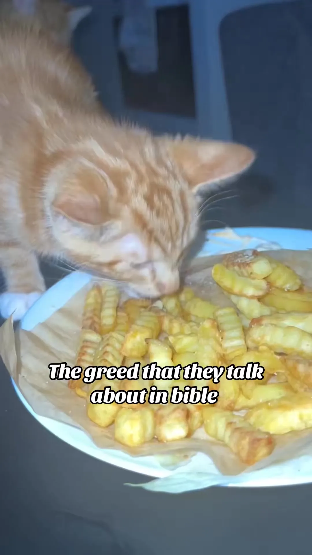 My dog steal my lunch, my cat steals my dinner! 😹