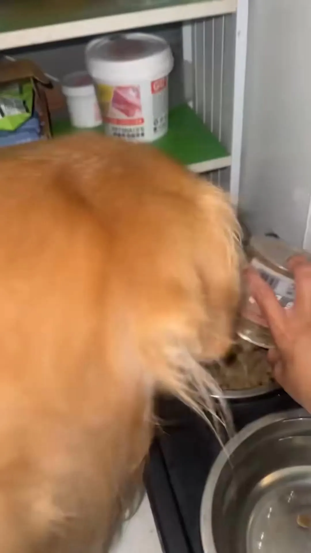 My pets behave so well... not...... 😹 - Gluttony food video