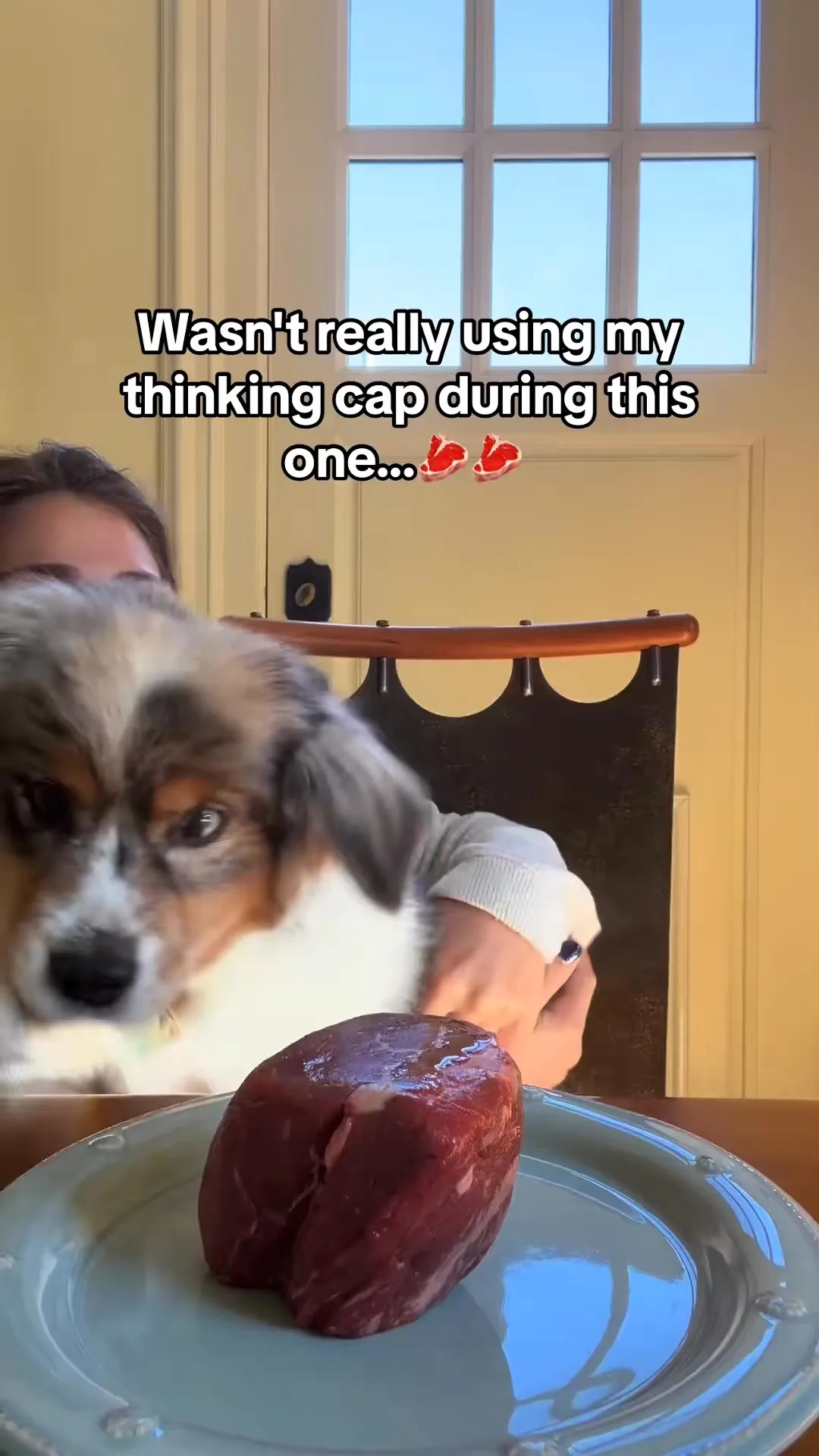 My pets eat as much as a kid! But i love them! 😹 - Gluttony food video