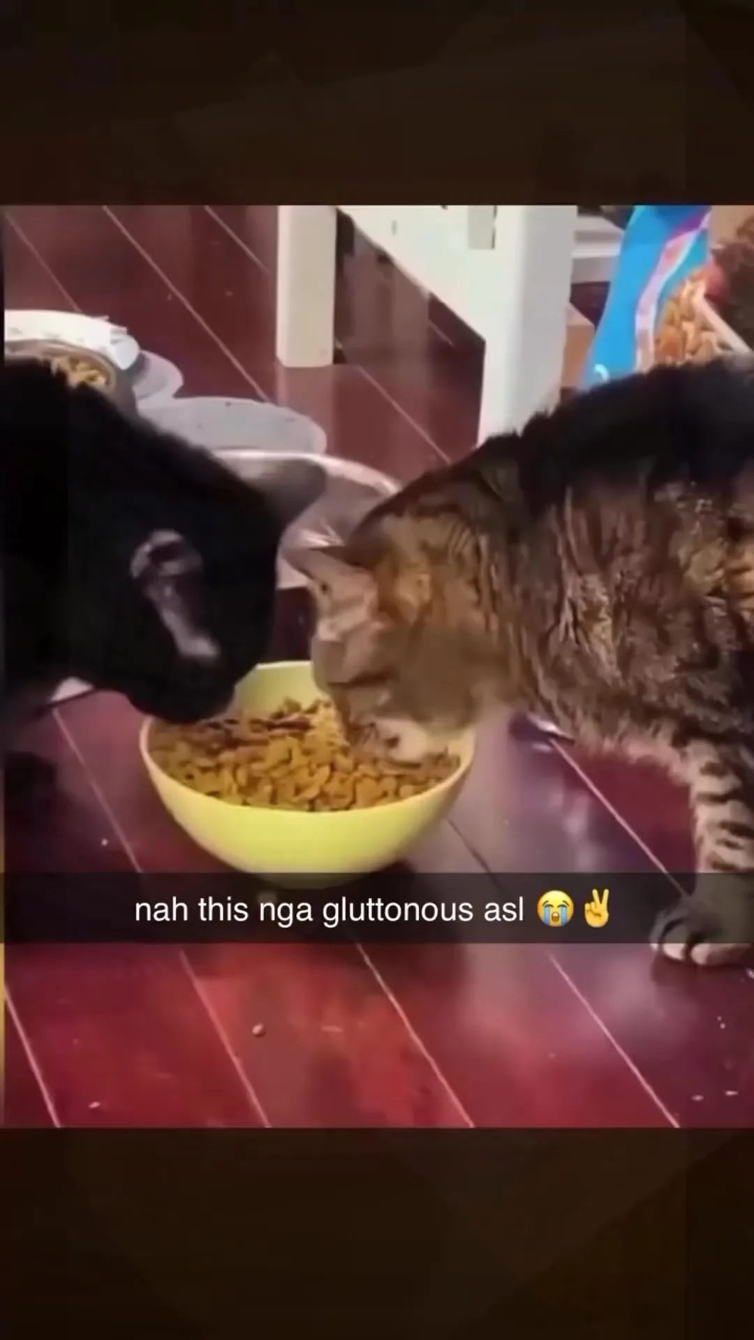 If your fur-babies are little troublemakers who never miss a meal opportunity — begging at the table, raiding…